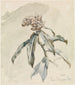 Studie van planten - Ferdinand Keller — weergave van het kunstwerk