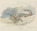 Studie van een alligator - Ferdinand Keller — weergave van het kunstwerk