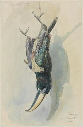 Ferdinand Keller - Studie eines Tukans Pfefferfresser.webp