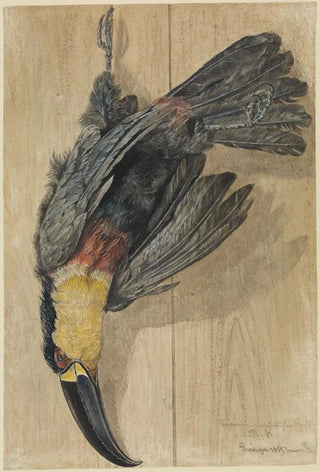 Ferdinand Keller - Studie eines toten TukanVogels.webp