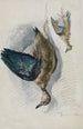 Twee studies van een vogel - Ferdinand Keller — weergave van het kunstwerk
