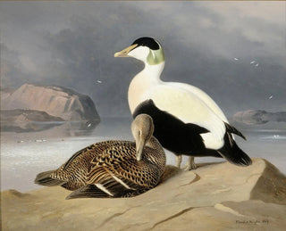 Twee eenden - Ferdinand von Wright — weergave van het kunstwerk