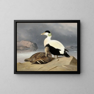 Twee eenden - Ferdinand von Wright — ingelijst kunstwerk aan de muur
