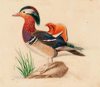 Eend Mandarin - Ferdinand von Wright — weergave van het kunstwerk