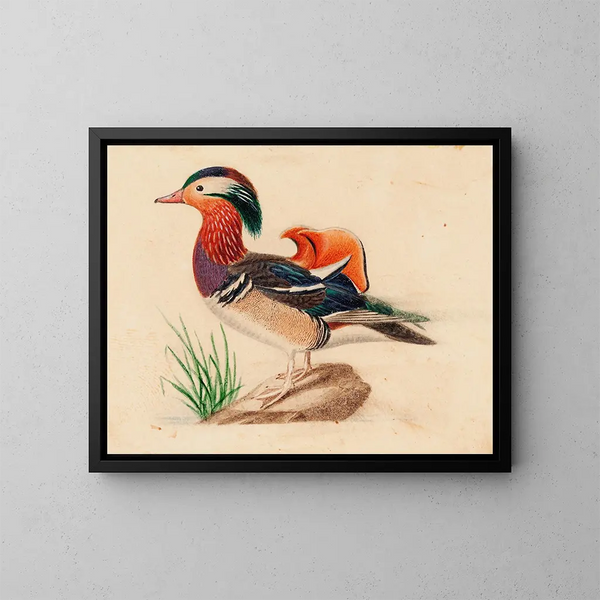 Eend Mandarin - Ferdinand von Wright — ingelijst kunstwerk aan de muur