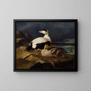 Ferdinand von Wright - Pair Of Common Eiders On A Rock.webp