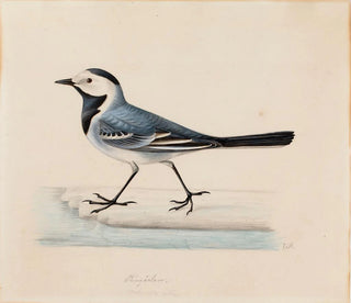 Grijze spreeuw - Ferdinand von Wright — weergave van het kunstwerk