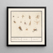Blad met dertien vliegende insecten, bloedloze dieren, insectae insecten - Anselmus Botius de Boodt — ingelijst kunstwerk aan de muur