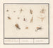 Blad met dertien vliegende insecten, bloedloze dieren, insectae insecten - Anselmus Botius de Boodt — weergave van het kunstwerk