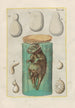 Natural History of Quadrupeds Pl08 - Filippo Buonanni — artwork view
