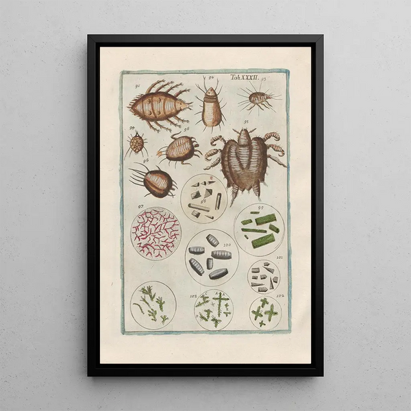 Filippo Buonanni - Rerum naturalium historia nempe quadrupedum Pl32.webp