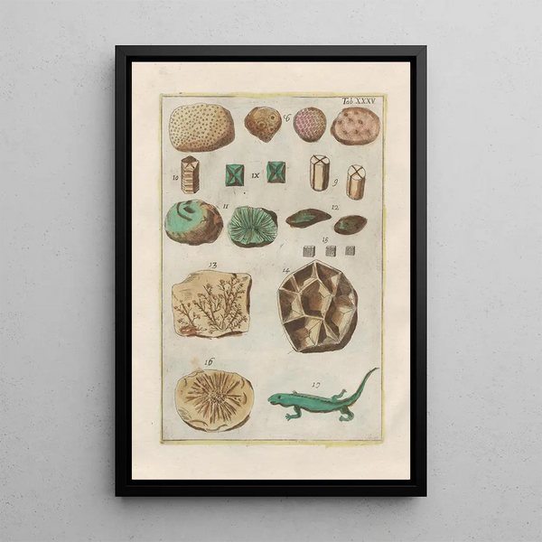 Filippo Buonanni - Rerum naturalium historia nempe quadrupedum Pl35.webp