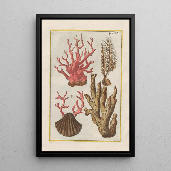 Filippo Buonanni - Rerum naturalium historia nempe quadrupedum Pl41.webp