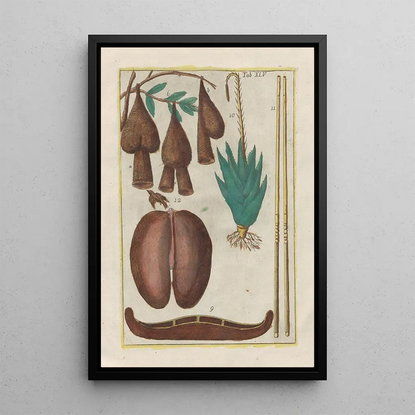 Filippo Buonanni - Rerum naturalium historia nempe quadrupedum Pl45.webp