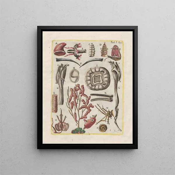 The history of natural things, especially quadrupeds Pl48 - Filippo Buonanni — framed artwork on a wall