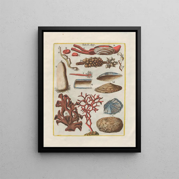 L'histoire des choses naturelles, notamment des quadrupèdes Pl49 - Filippo Buonanni — framed artwork on a wall