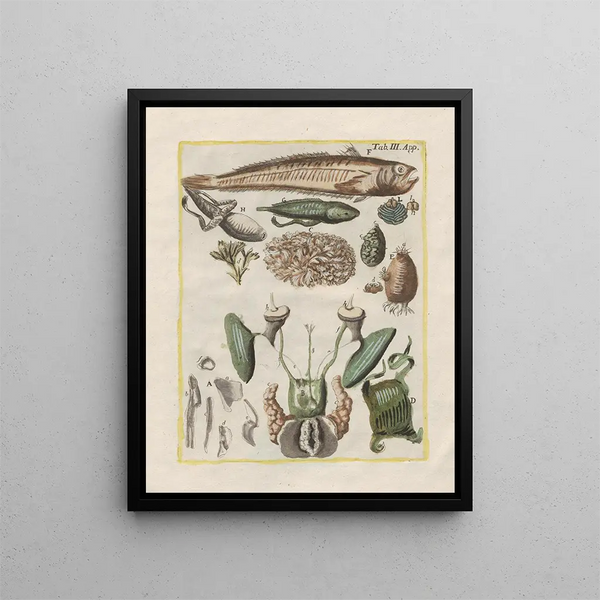 The history of natural things, especially quadrupeds Pl50 - Filippo Buonanni — framed artwork on a wall