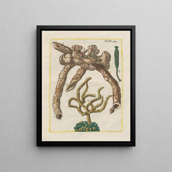 L'histoire des choses naturelles, notamment des quadrupèdes Pl51 - Filippo Buonanni — framed artwork on a wall