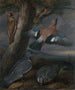 Jay, Green Woodpecker, Pigeons and Redstart Landscape with a Green Woodpecker, a Jay, Two Pigeons, a Redstart, a Lizard, and two Frogs - Francis Barlow — artwork view