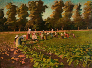 Franciszek ubieski - Harvesting beetroots.webp