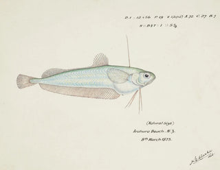 Frank Edward Clarke - Auchenoceros punctatus NZ  Ahuru.webp