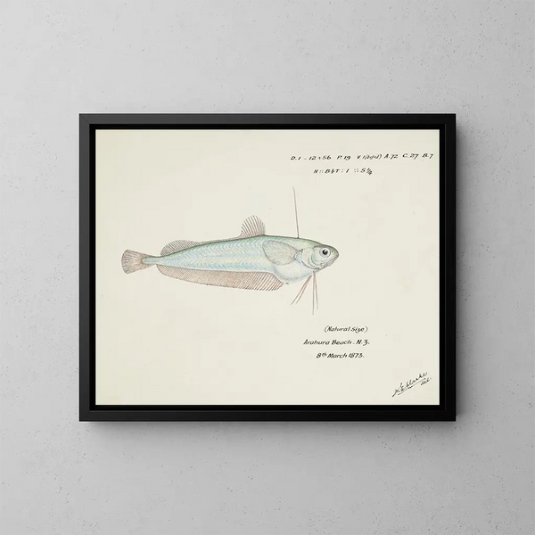 Auchenocéros punctatus NZ Ahuru - Frank Edward Clarke — framed artwork on a wall