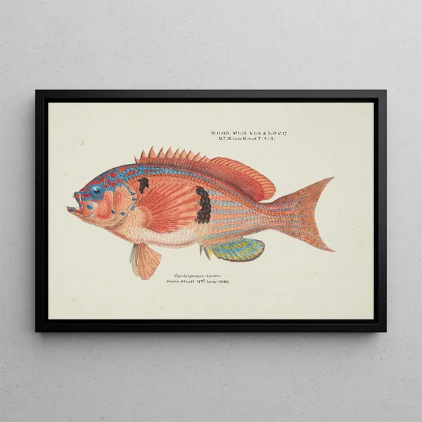 Frank Edward Clarke - Caesioperca rasor Tas Sea perch.webp