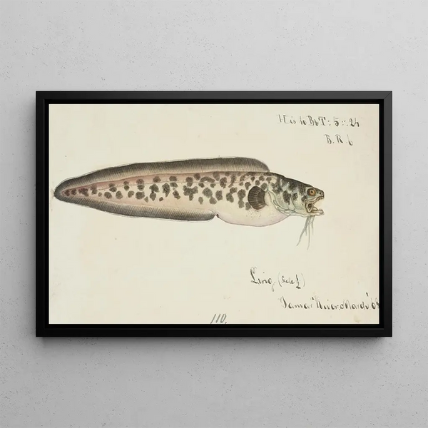 Frank Edward Clarke - Genypterus sp Ling.webp