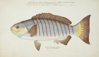 Frank Edward Clarke - Girella tricuspidata NZ Blackfish.webp