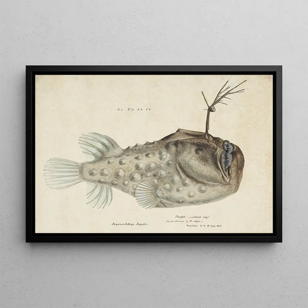Himantolophus appelii NZ Vue Latérale Poisson-Pêcheur Épineux - Frank Edward Clarke — ingelijst kunstwerk aan de muur