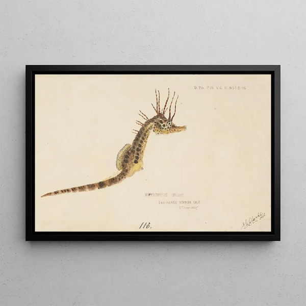 Hippocampus abdominalis, hippocampus van Tasmanië - Frank Edward Clarke — ingelijst kunstwerk aan de muur