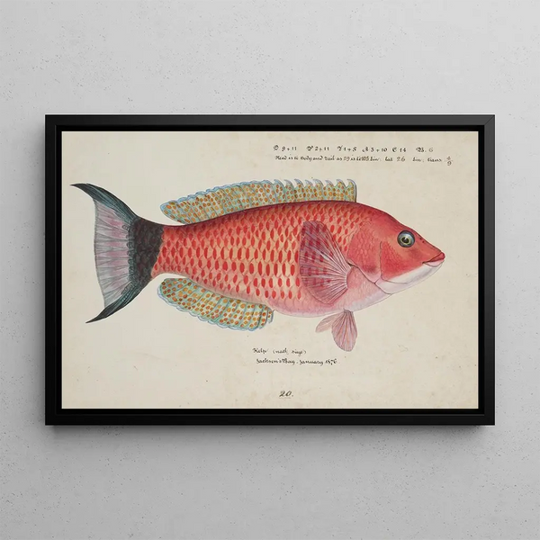 Frank Edward Clarke - Pseudolabrus miles Kelp.webp