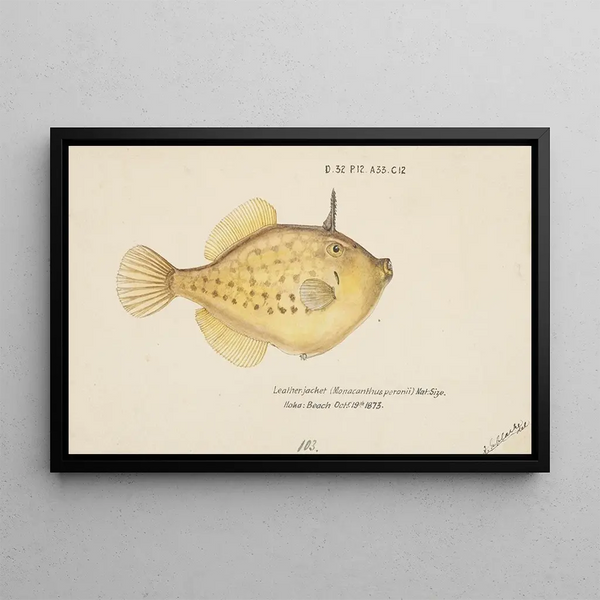 Pseudomonacanthus peroni - Frank Edward Clarke — ingelijst kunstwerk aan de muur