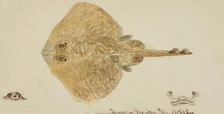 Frank Edward Clarke - Rajidae.webp