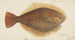 Rhombosolea leporina painting, New Zealand yellow flounder - Frank Edward Clarke — artwork view
