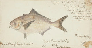 Frank Edward Clarke - Seriolella punctata Tas Silver warehou.webp