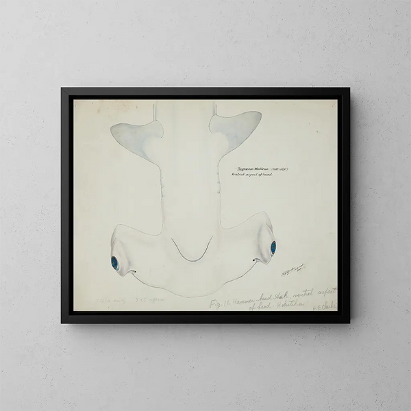Tête de requin marteau (Sphyrna zygaena) vue ventrale - Frank Edward Clarke — framed artwork on a wall
