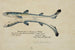 Squalus acanthias siamese tweelingen Aiguillat getekend - Frank Edward Clarke — weergave van het kunstwerk