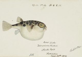 Frank Edward Clarke - Tetraodon gillbanksii Clarke.webp