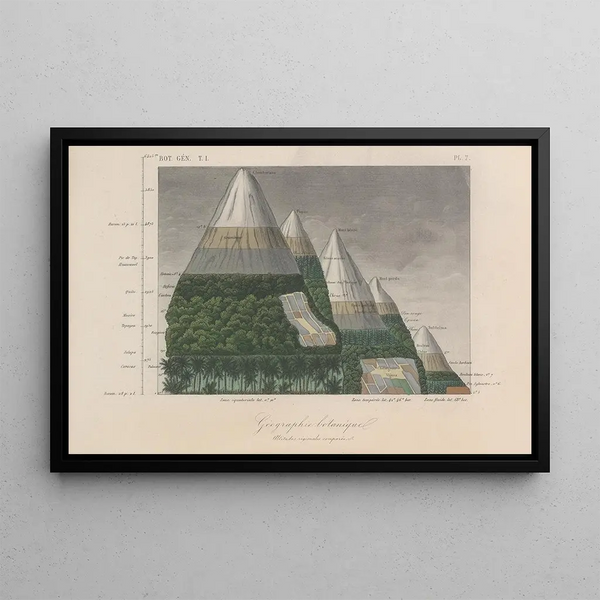 Franois Hrincq - Traite de botanique generale Pl007.webp