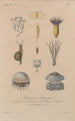 Traité de botanique générale Pl011 - François Hérincq — weergave van het kunstwerk