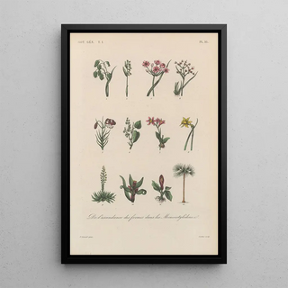 Franois Hrincq - Traite de botanique generale Pl016.webp