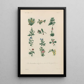 Franois Hrincq - Traite de botanique generale Pl017.webp