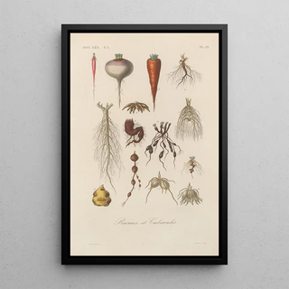 Franois Hrincq - Traite de botanique generale Pl021.webp