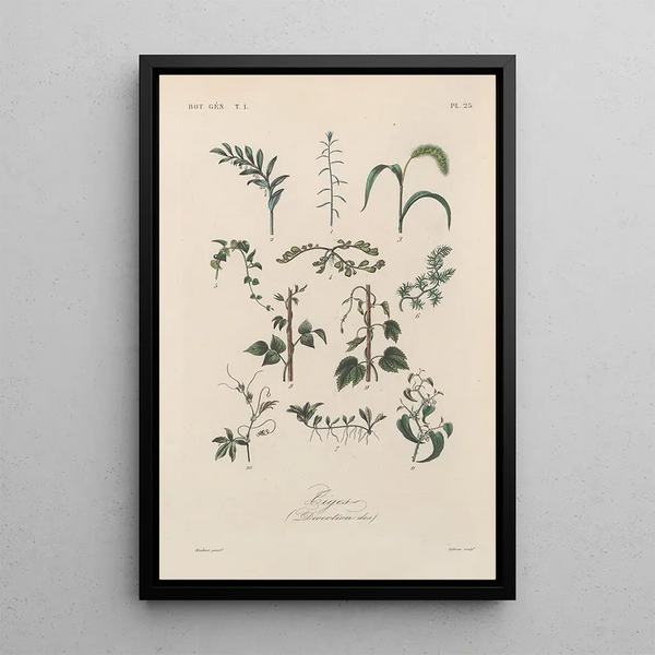 Franois Hrincq - Traite de botanique generale Pl025.webp