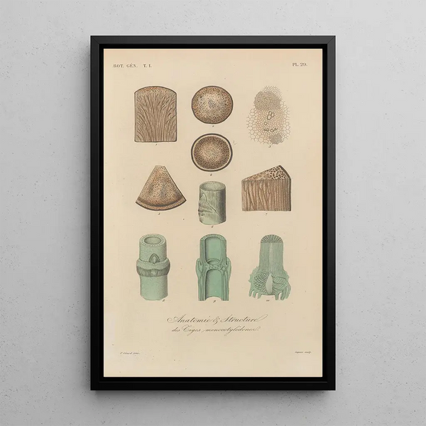 Franois Hrincq - Traite de botanique generale Pl029.webp