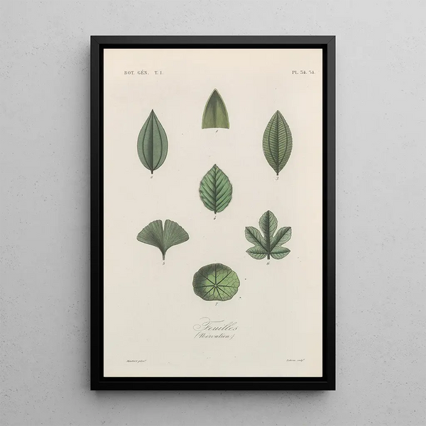 Franois Hrincq - Traite de botanique generale Pl035.webp