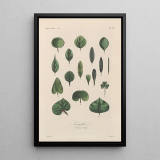 Franois Hrincq - Traite de botanique generale Pl037.webp