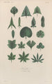 Traité de botanique générale Pl038 - François Hérincq — weergave van het kunstwerk