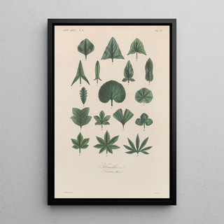 Franois Hrincq - Traite de botanique generale Pl038.webp